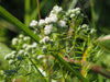 Slender Mountain Mint (Pycnanthemum tenuifolium)