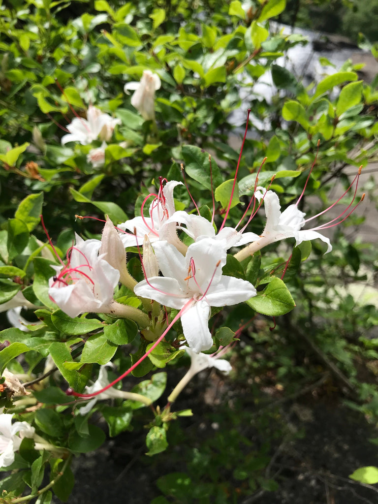Sweet Azalea (Rhododendron arborescens)
