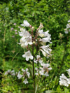 Smooth Penstemon (Penstemon digitalis)