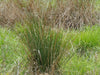 Soft Rush (Juncus effusus)