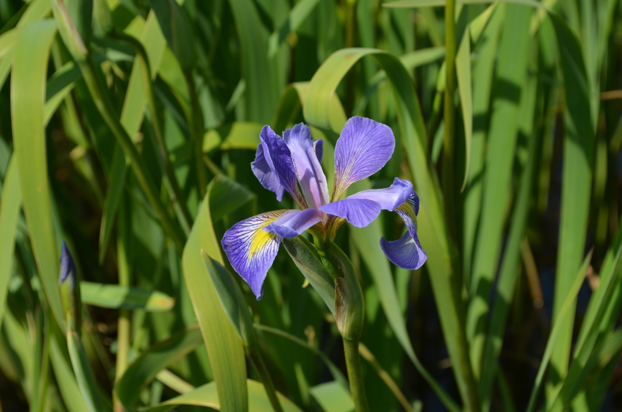 Southern Blue Flag Iris (Iris virginica)