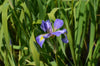 Southern Blue Flag Iris (Iris virginica)