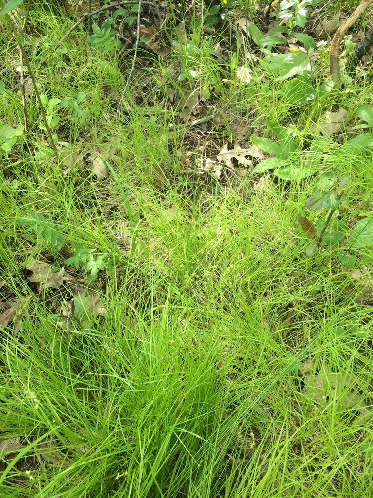 Star Sedge (Carex radiata)