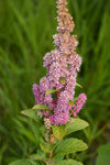 Steeplebush (Spirea tomentosa)