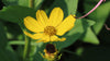 Stiff Coreopsis (Coreopsis palmata)