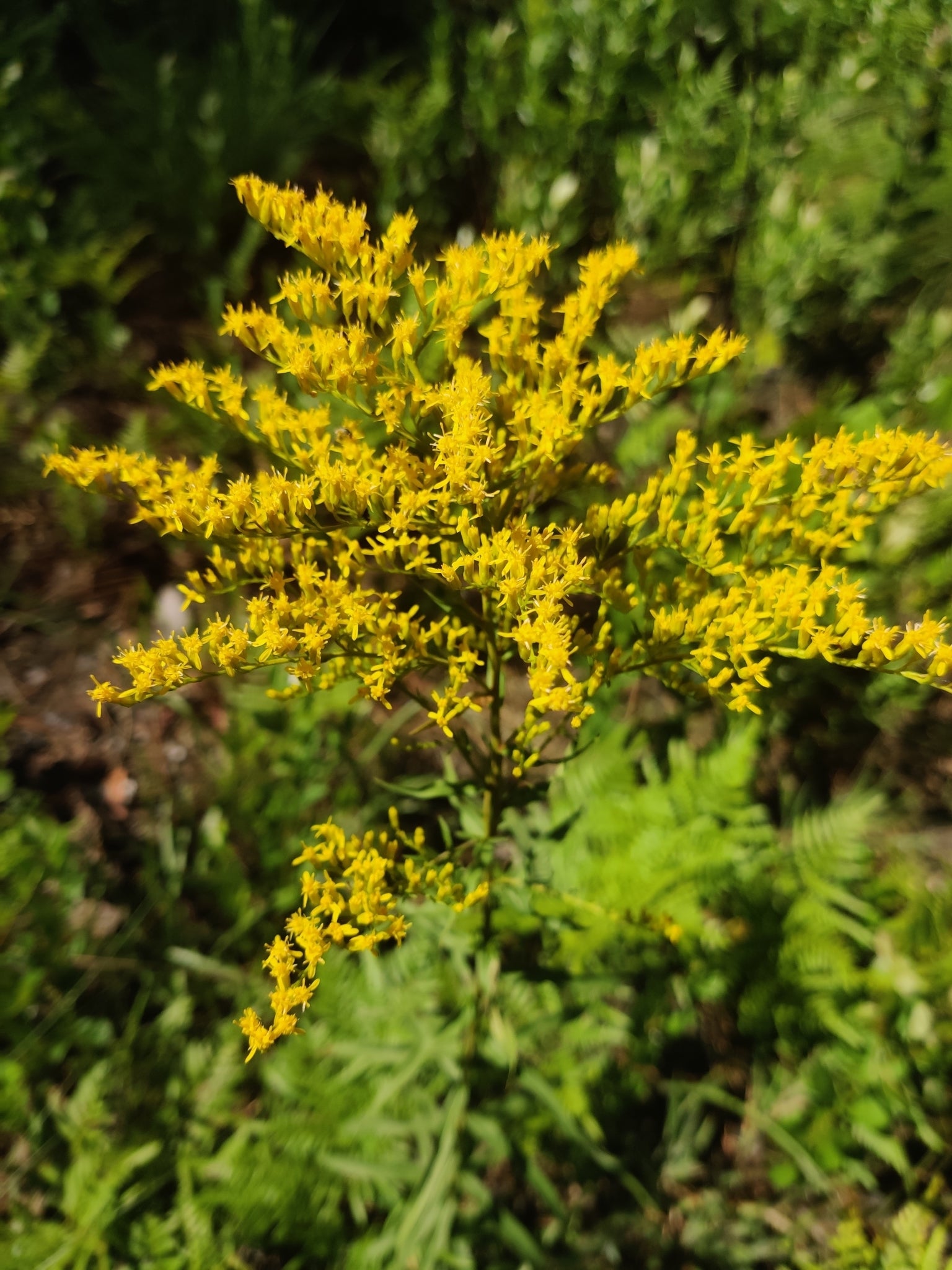 Sweet Goldenrod (Solidago odora)