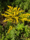 Sweet Goldenrod (Solidago odora)