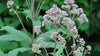 Sweet Joe Pye Weed (Eutrochium purpureum)