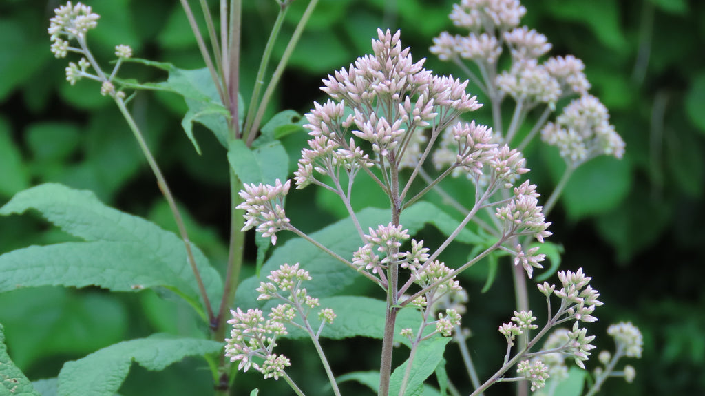 Sweet Joe Pye Weed (Eutrochium purpureum)
