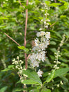 Summersweet (Clethra alnifolia)