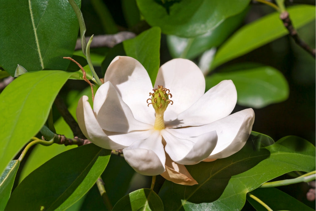 Sweetbay Magnolia (Magnolia virginiana)