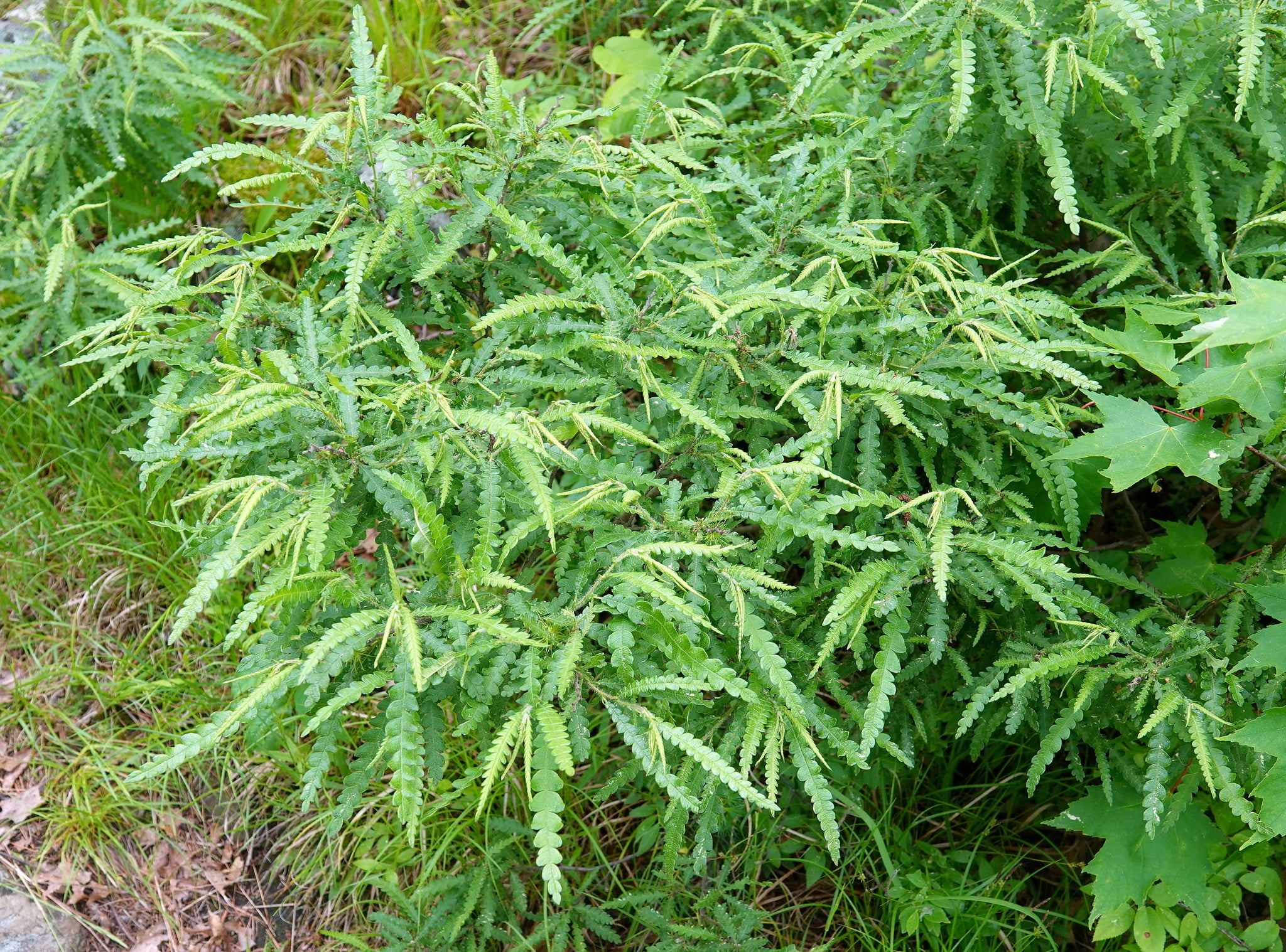Sweetfern (Comptonia peregrina)
