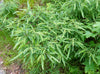 Sweetfern (Comptonia peregrina)