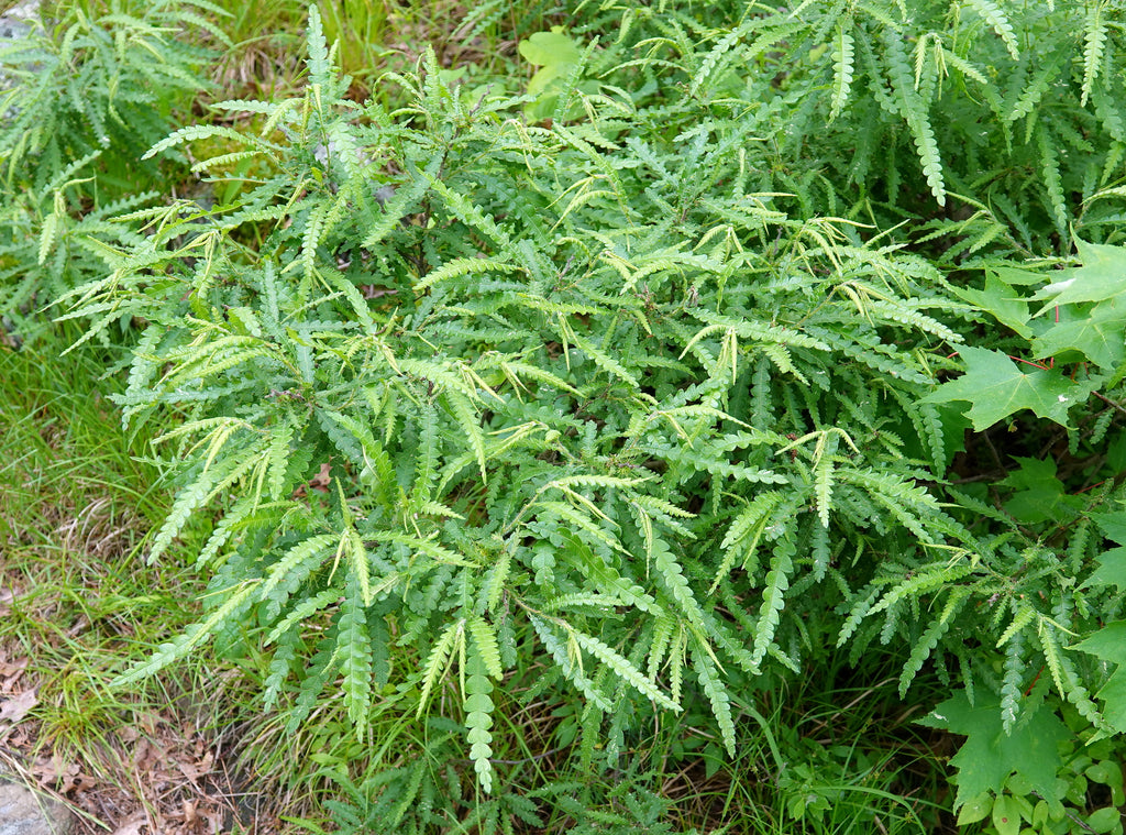 Sweetfern (Comptonia peregrina)