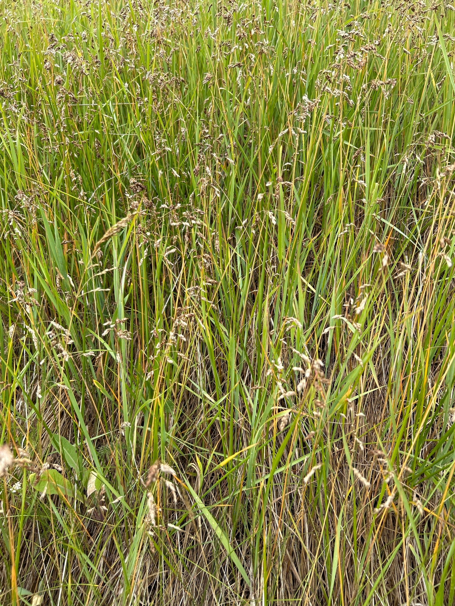 Northern Sweetgrass (Anthoxanthum hirtum)