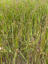 Northern Sweetgrass (Anthoxanthum hirtum)