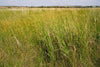 Switchgrass (Panicum virgatum)