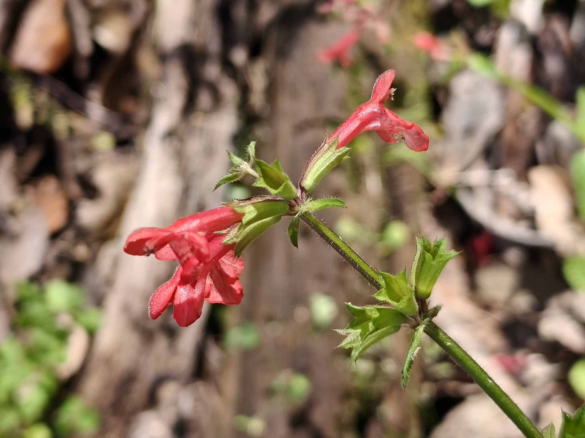 Texas Betony (Stachys coccinea)