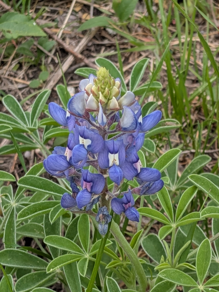 Texas Bluebonnet (Lupinus texensis)