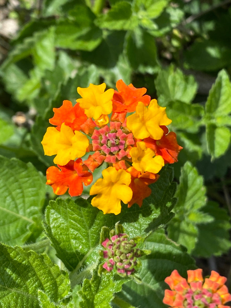 Texas Lantana (Lantana urticoides)