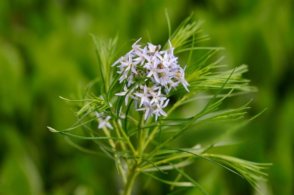 Threadleaf Bluestar (Amsonia hubrichtii)