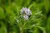 Threadleaf Bluestar (Amsonia hubrichtii)