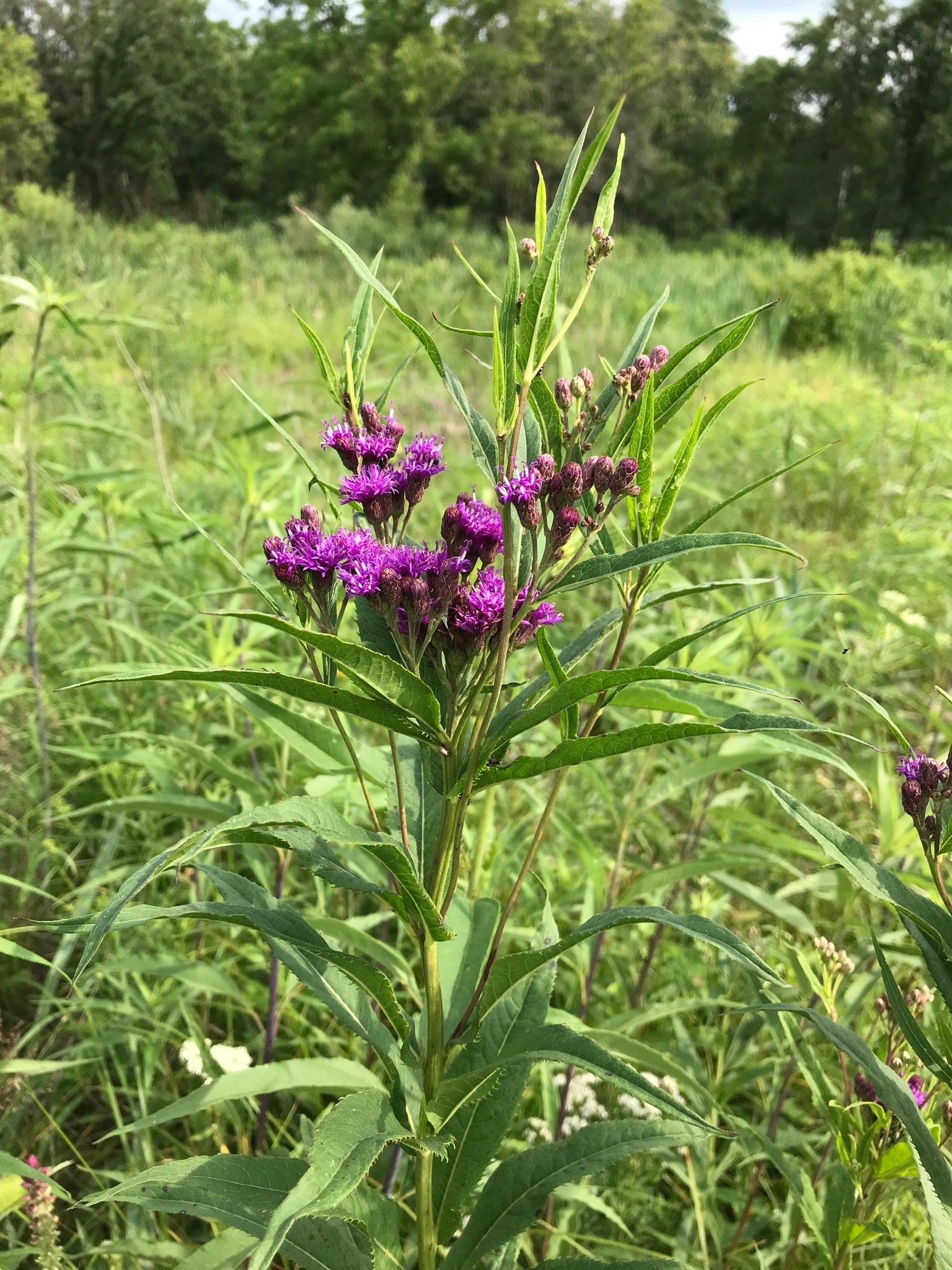 Common Ironweed (Vernonia fasciculata)