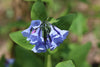 Virginia Bluebells (Mertensia virginica)