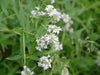 Virginia Mountain Mint (Pycnanthemum virginianum)