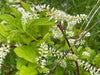 Virginia Sweetspire (Itea virginica)