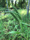 Virginia Wild Rye (Elymus virginicus)