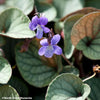 Walter's Violet 'Silver Gem' (Viola walteri ‘Silver Gem’)