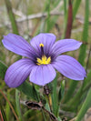 Western Blue-Eyed Grass (Sisyrinchium bellum)