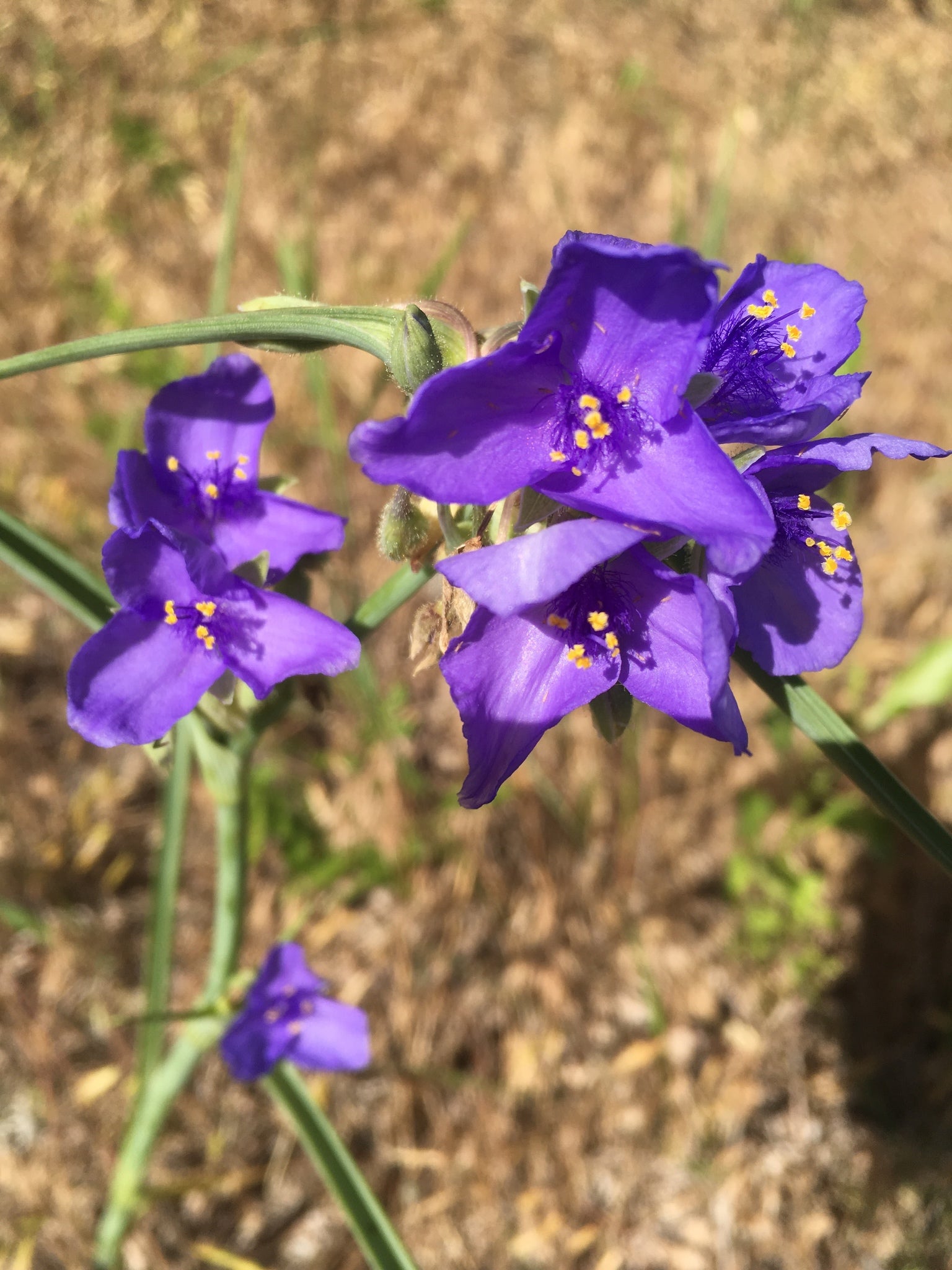Western Spiderwort (Tradescantia occidentalis)