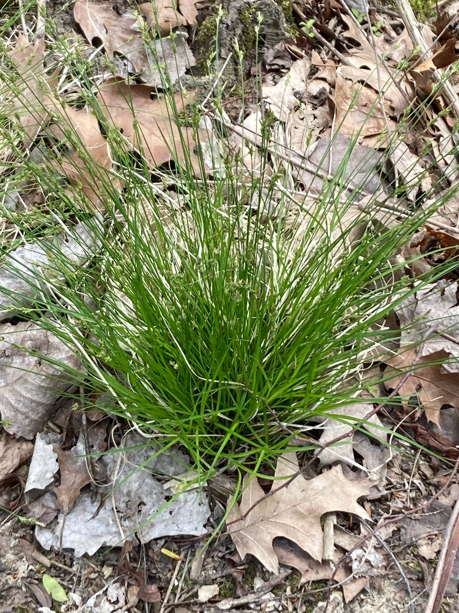 White Tinged Sedge (Carex albicans)