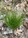 White Tinged Sedge (Carex albicans)