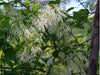 White Fringetree (Chionanthus virginicus)