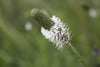 White Prairie Clover (Dalea candida)