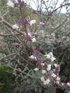 White Sage (Salvia apiana)