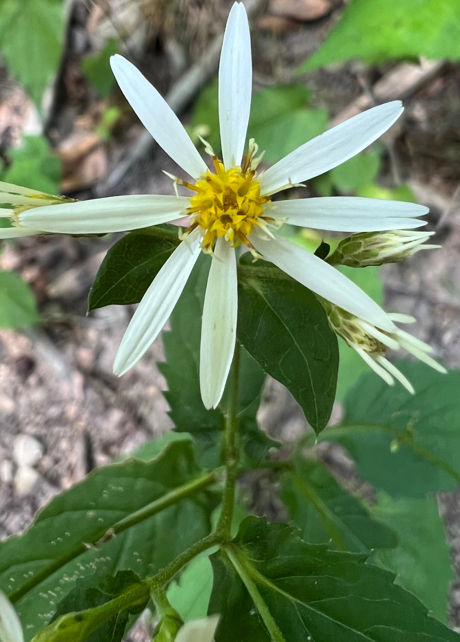 White Wood Aster (Eurybia divaricata)