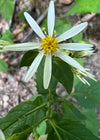 White Wood Aster (Eurybia divaricata)