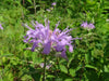 Wild Bergamot (Monarda fistulosa)