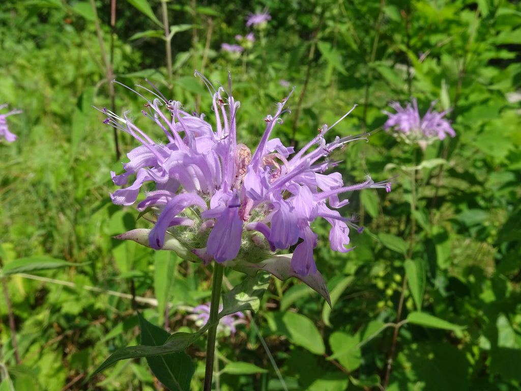 Wild Bergamot (Monarda fistulosa)