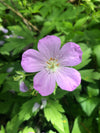 Wild Geranium (Geranium maculatum)