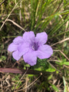 Wild Petunia (Ruellia humilis)