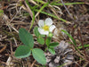 Wild Strawberry (Fragaria virginiana)