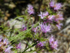 Willowy Mint (Monardella viminea)