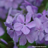 Woodland Phlox 'Blue Moon' (Phlox divaricata 'Blue Moon')