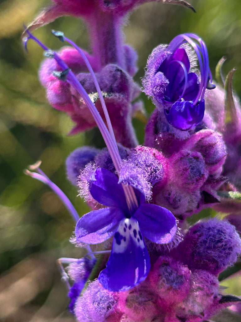 Woolly Bluecurls (Trichostema lanatum)