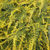 Wrinkleleaf Goldenrod 'Fireworks' (Solidago rugosa 'Fireworks')